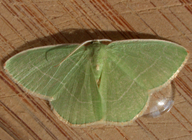 White-fringed Emerald